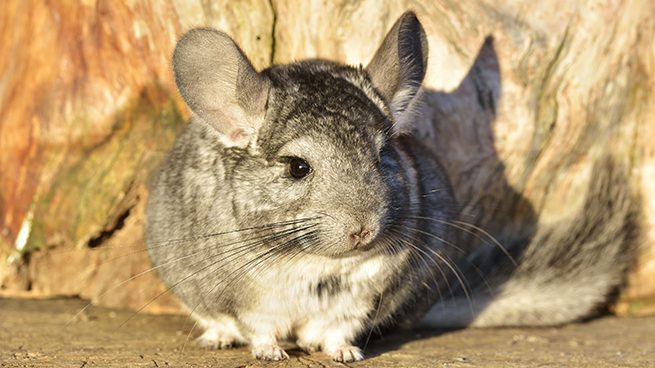 Chinchilla – Bont voor Dieren