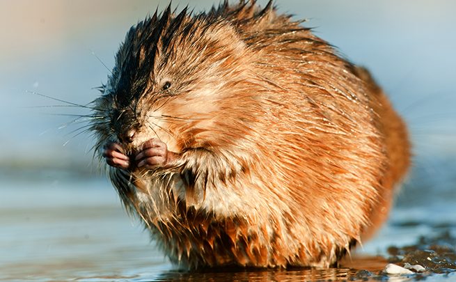 muskusrat