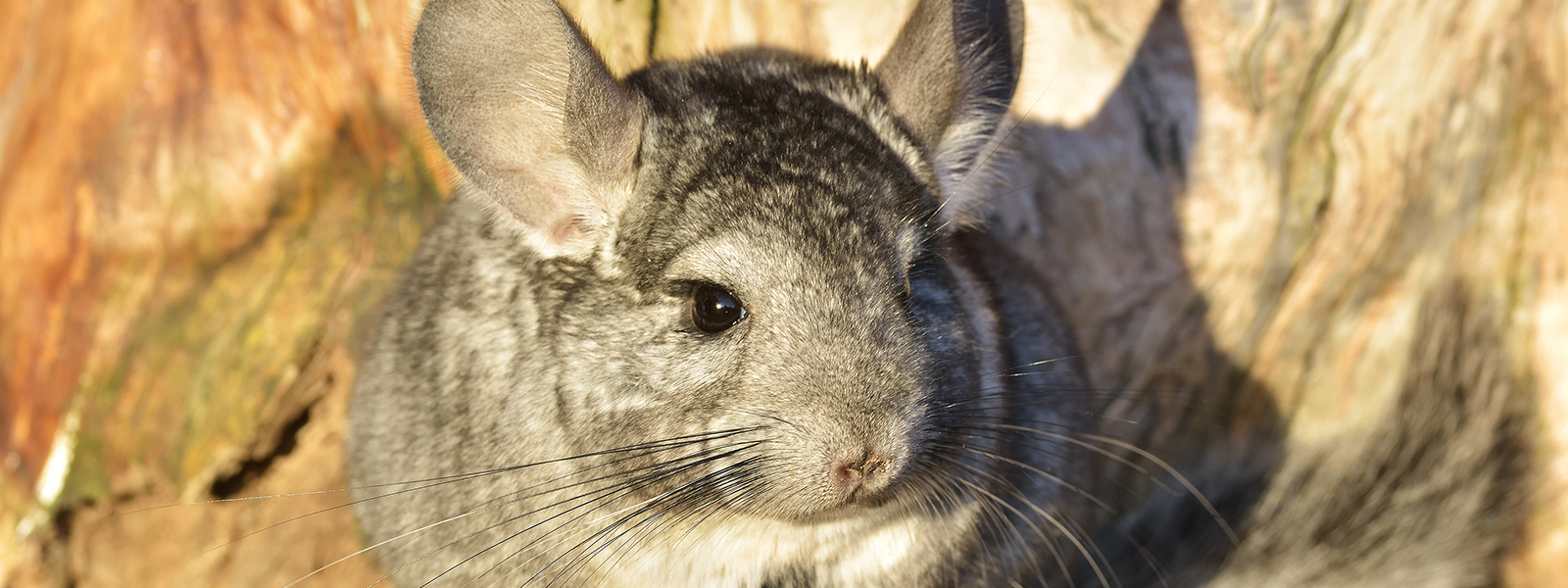 Header chinchilla Bont voor Dieren