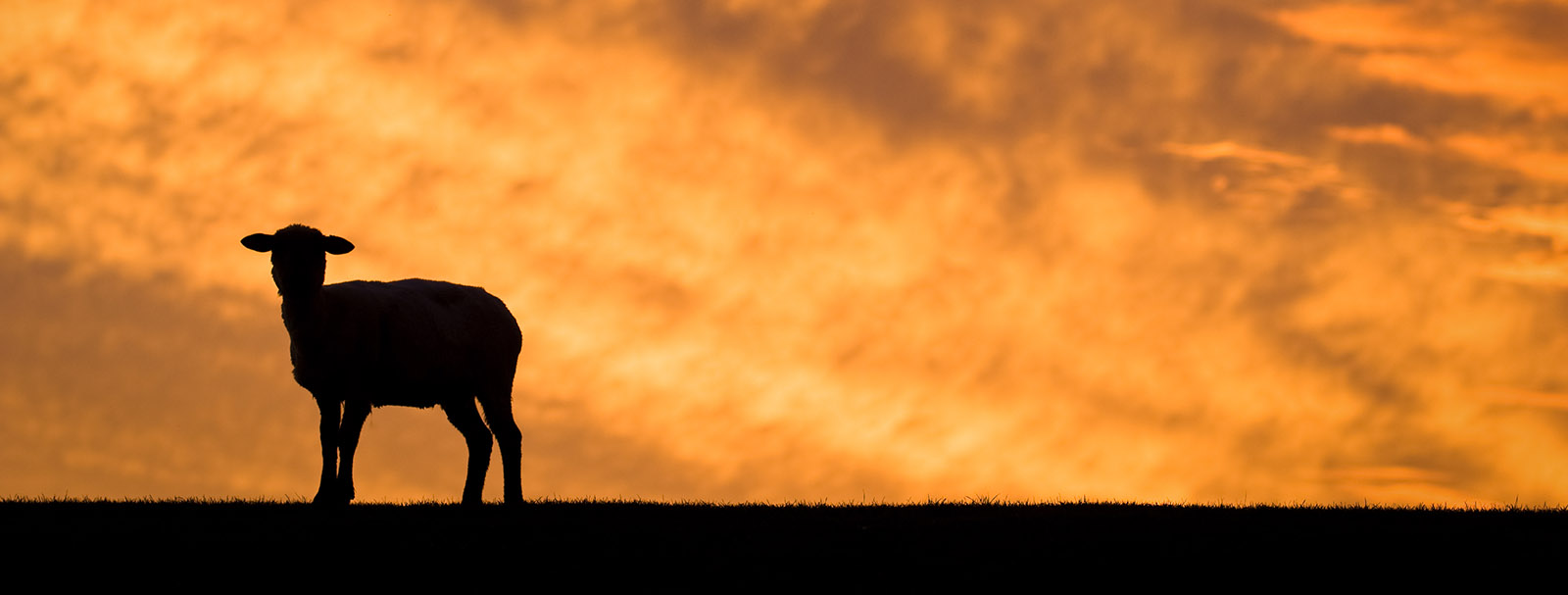 Header karakul Bont voor Dieren