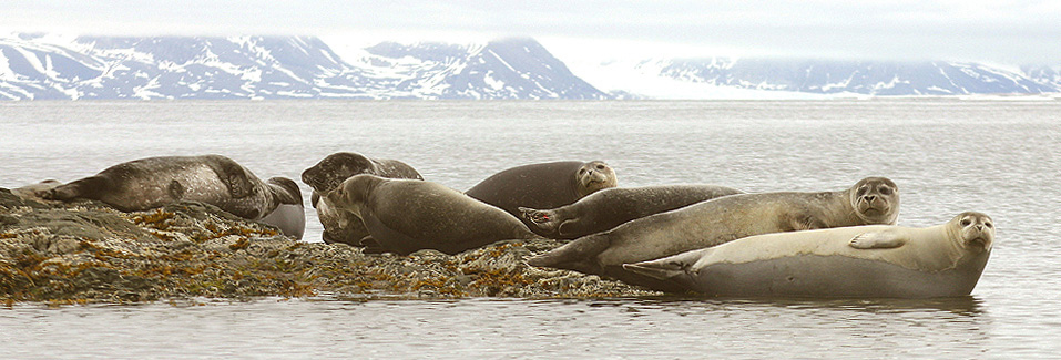wikicommons_seals_norway