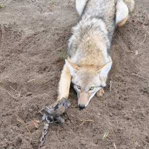 Coyote in wildklem2