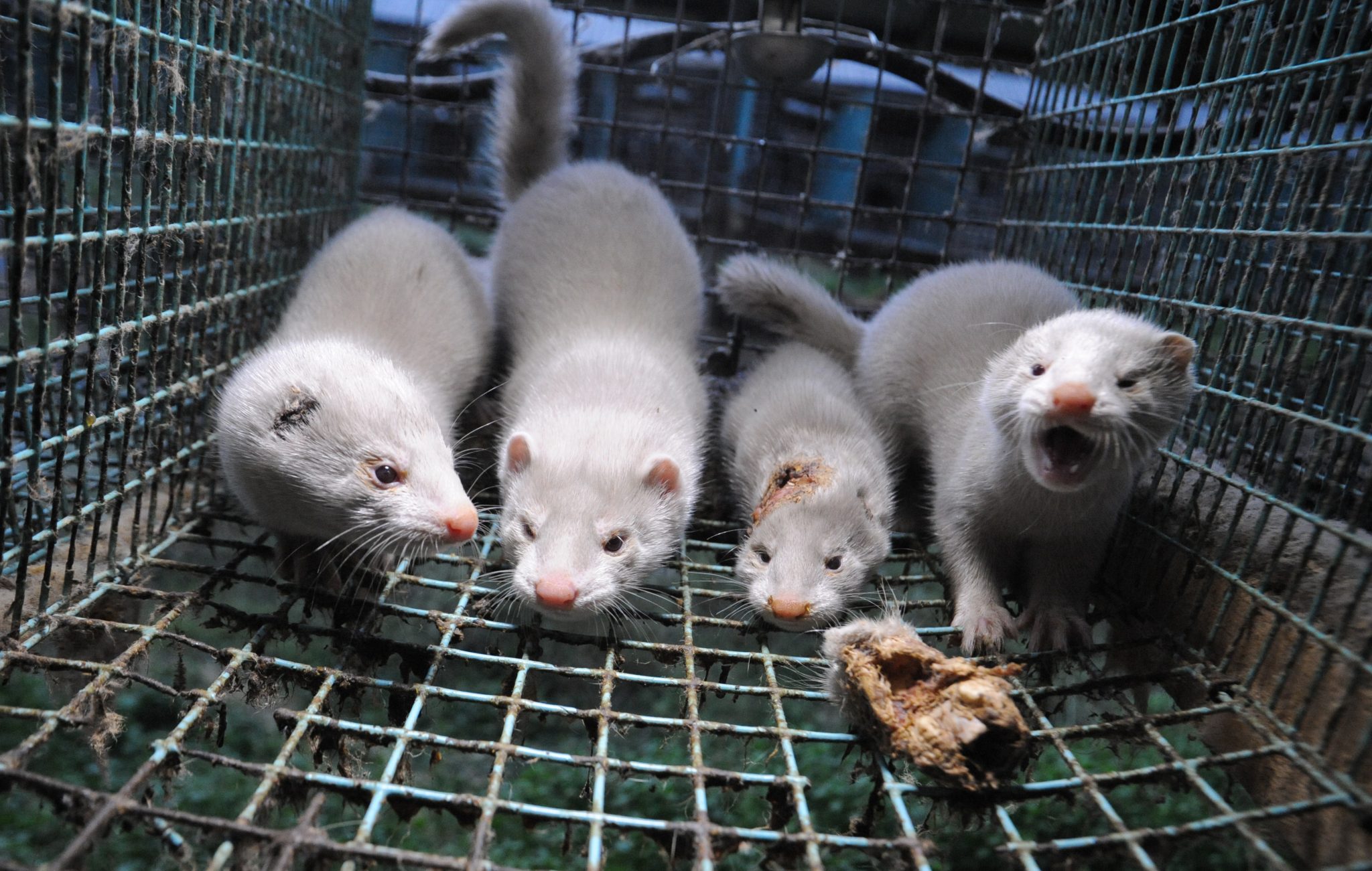 Origin Assured nertsenfokkerij|intergroup for animal welfare