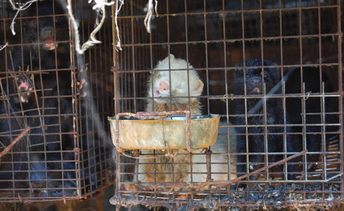 Otsuka Mink Farm