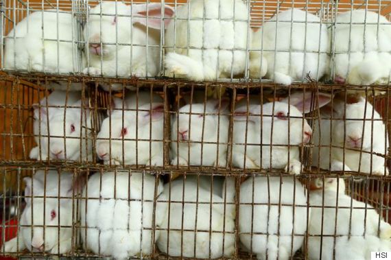 konijnen op bontfokkerij in China|Cruelty Free Fashion Show in China|Konijnen in Chinees slachthuis