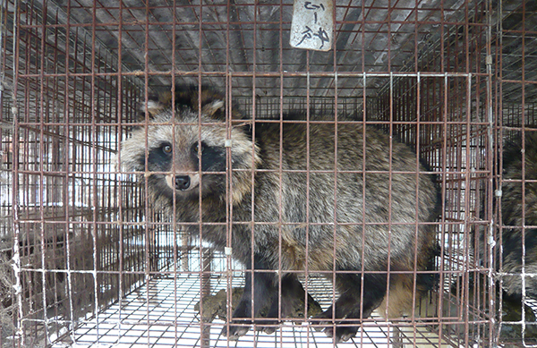 Wasbeerhond Bont voor Dieren