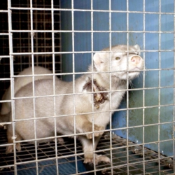 milheeze, peeldijk 1a, bont voor dieren