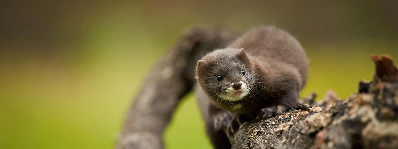 Европейская норка – Mustela (lutreola) lutreola Linnaeus, 1761. Европейская норка. Норка европейская в Калужской области. Фоны для проекта европейская норка. Самый маленький хищник 5