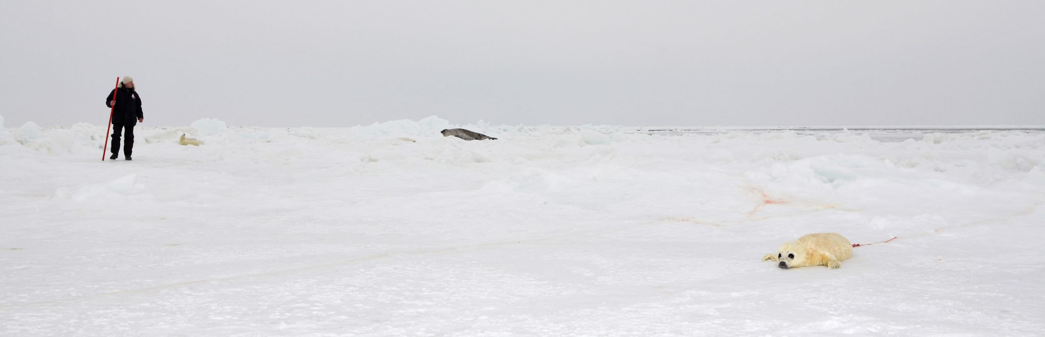 Canadese zeehondenjacht