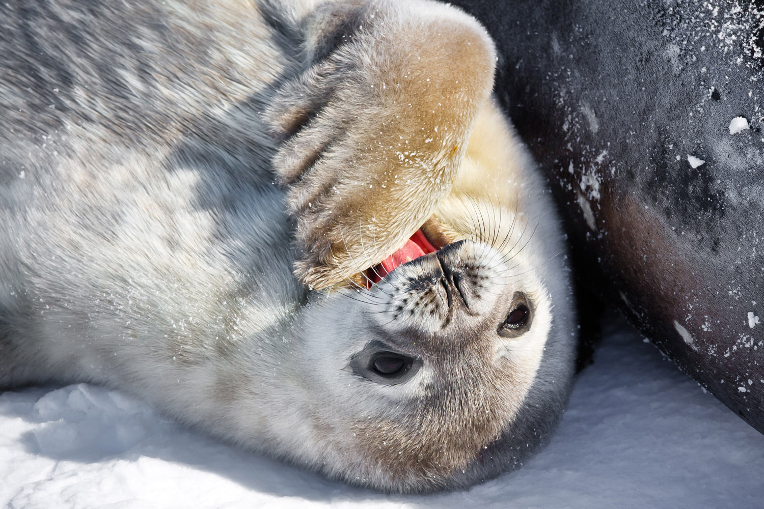 Zeehond