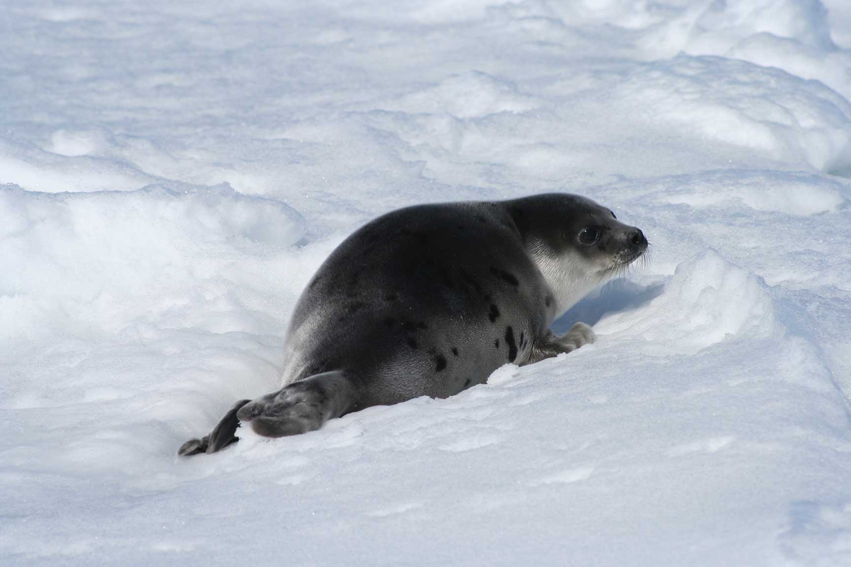 Zeehond|Canadese zeehondenjacht