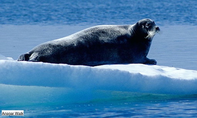 Zeehond Canada
