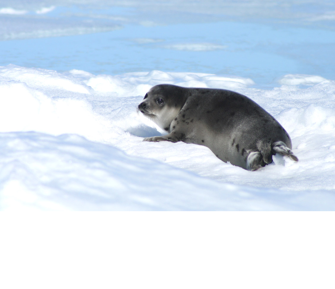 Canadese zeehondenpup