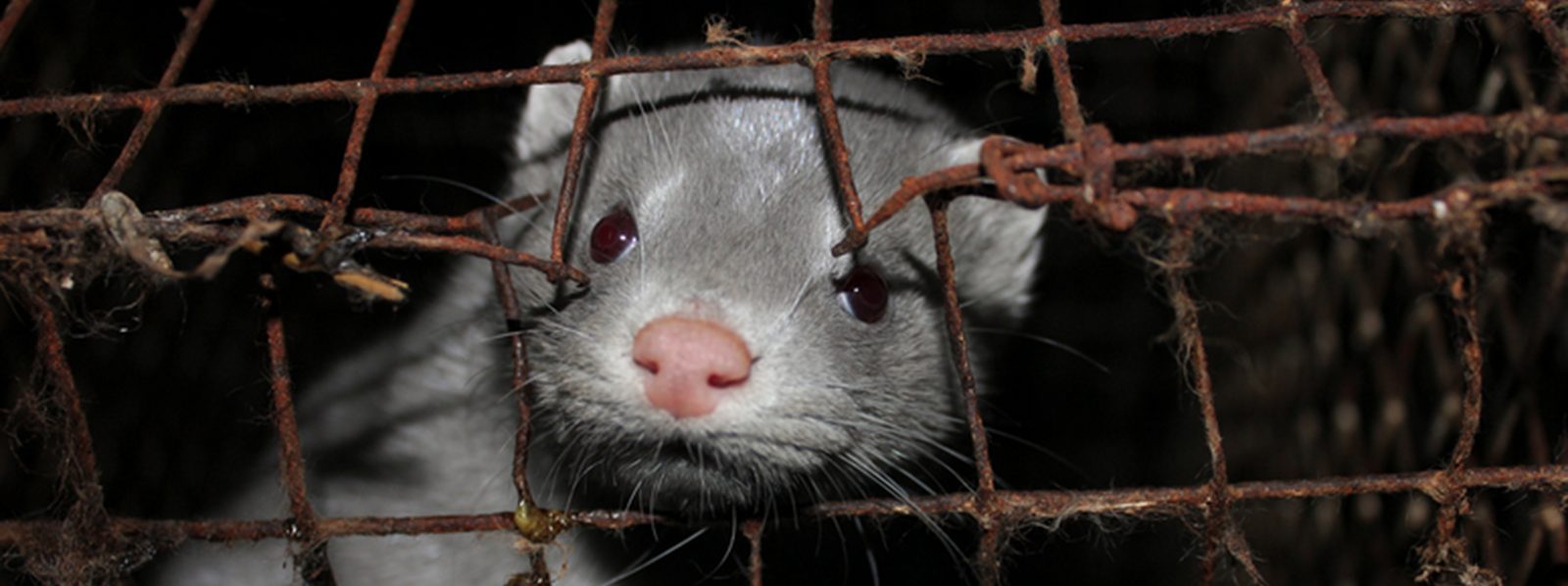 De nertsenfokkerij – Bont voor Dieren