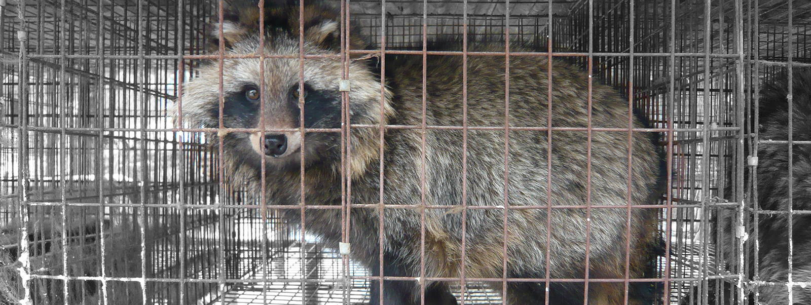 verdund middelen paspoort Het ware gezicht van Airforce: stop met bont! – Bont voor Dieren