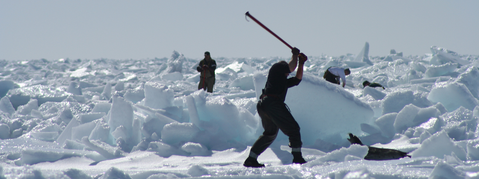 Header zeehond Bont voor Dieren