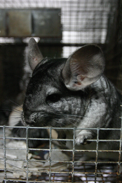 Chinchilla