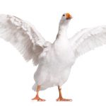 Gans Shutterstock