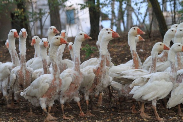 Dons: harde keerzijde zacht materiaal Bont voor Dieren