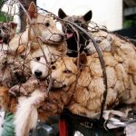 Yulin