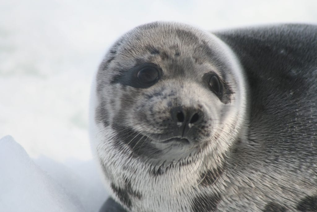 Zeehond op het ijs