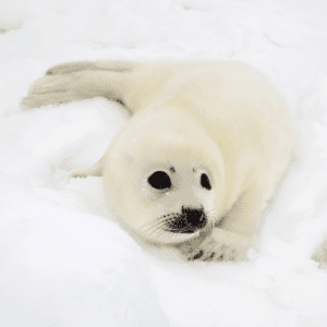 metalen Onleesbaar donor Zeehonden – Bont voor Dieren